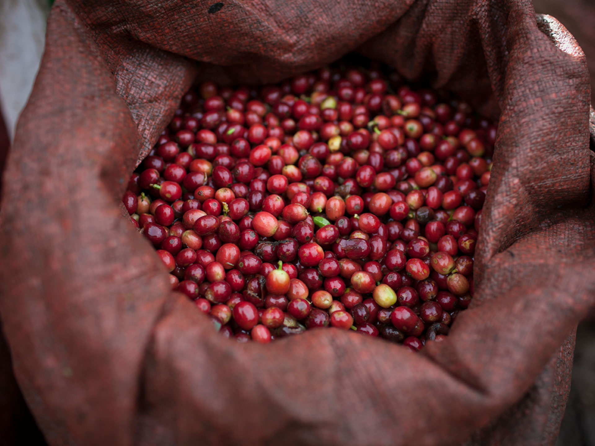 coffee cherries